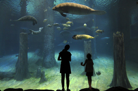 Парк "Речное Сафари" в Сингапуре