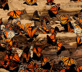 Великая путешественница бабочка Данаида монарх