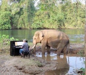 Концерт классической музыки для тайского слона