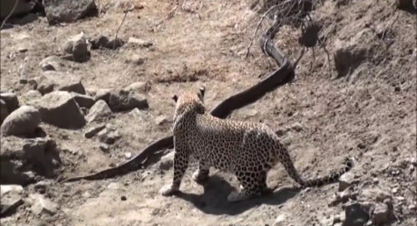 Леопард атакует огромного питона