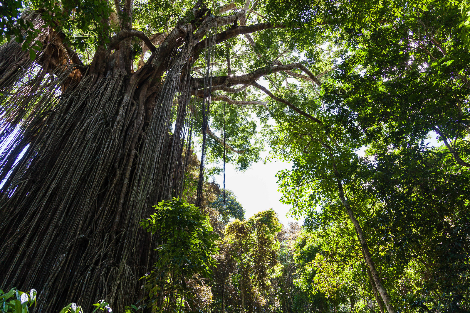 Огромные деревья в окрестностях Атертона – фотографии Австралии