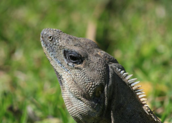 Тулум, Ривьера-Майя, Мексика, фото № 44212 – фотографии Мексики