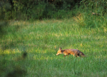 Лиса в парке Донау-Ауэн – фотографии Австрии