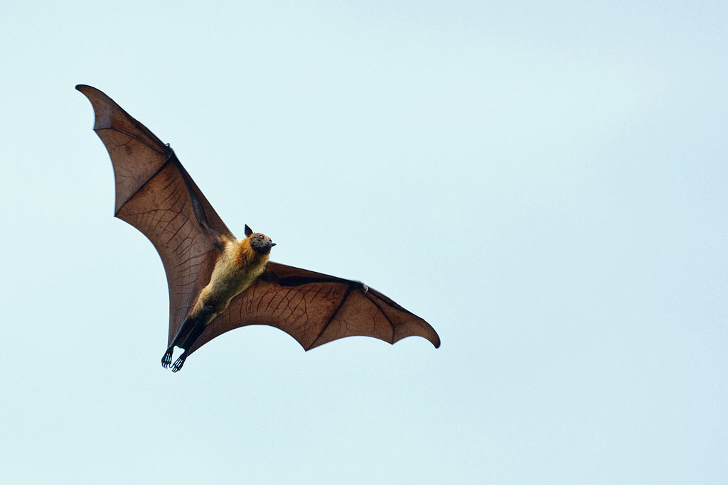 Летучая мышь в Ботаническом саду Канди – фотографии Шри-Ланки