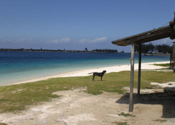 Собака на пляже в Лас Тунас, Куба – фотографии Кубы