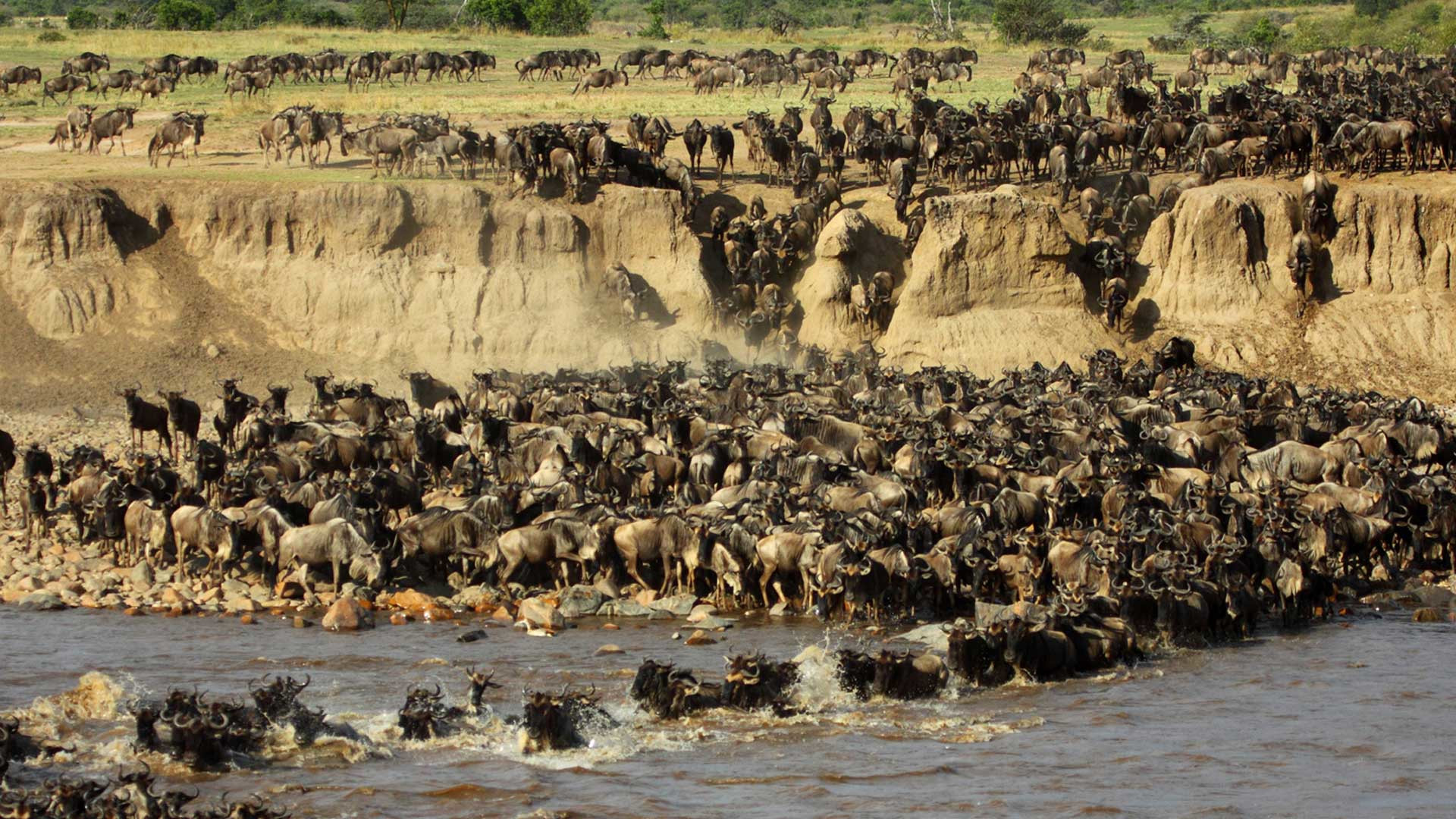 Национальный парк Серенгети, Танзания – фотографии Танзании