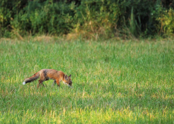 Лиса – фотографии Австрии