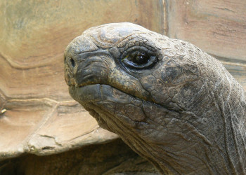 Черепаха Альдабра. Фото 1 – фотографии Сейшельских островов