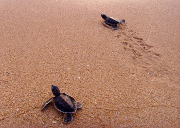 Черепашки на пляже Косгоды – фотографии Шри-Ланки