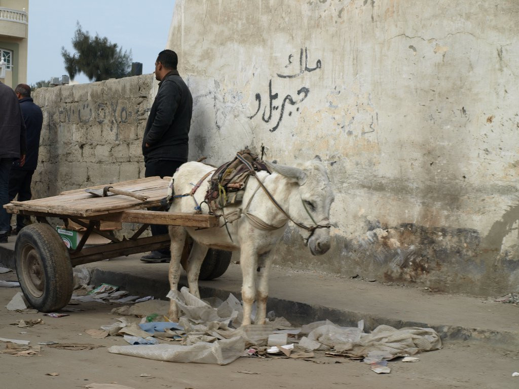 Эль-Ариш, Египет, фото № 35909 – фотографии Египта