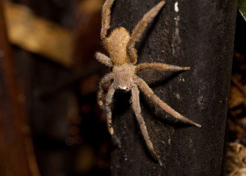 Ещё один паучок – фотографии Перу