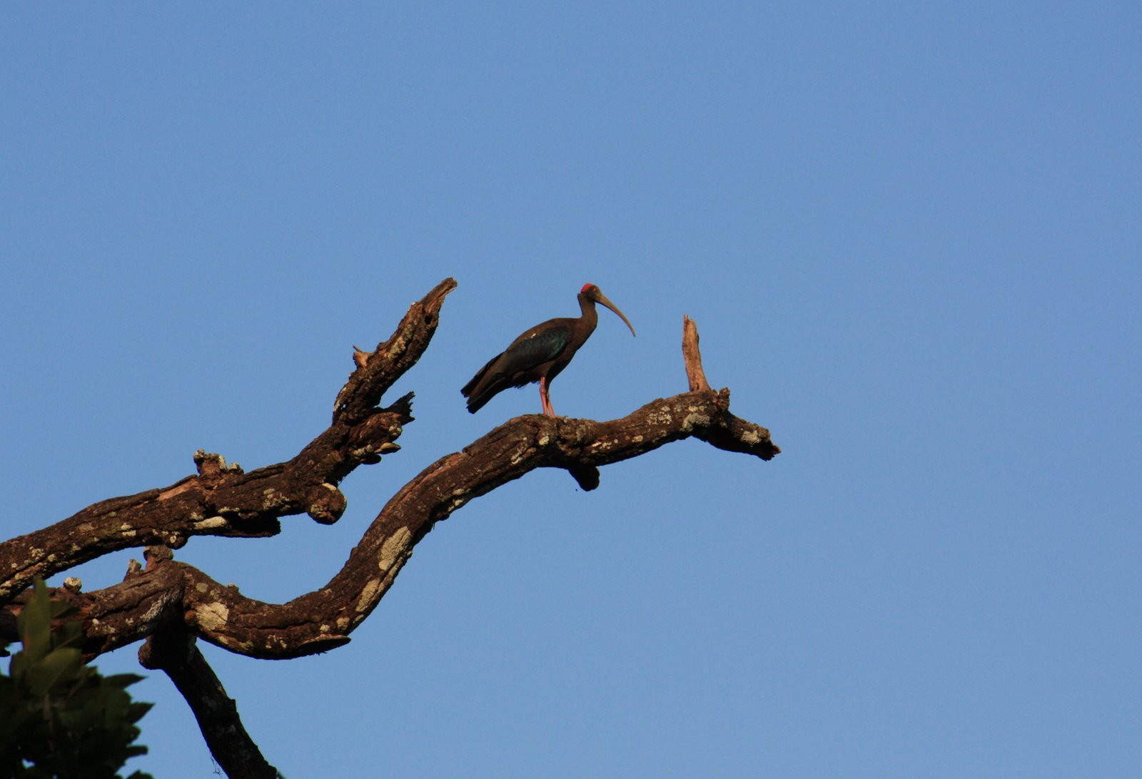 Читван Национальный Парк, Непал, фото № 79017 – фотографии Непала