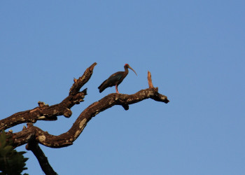 Читван Национальный Парк, Непал, фото № 79017 – фотографии Непала
