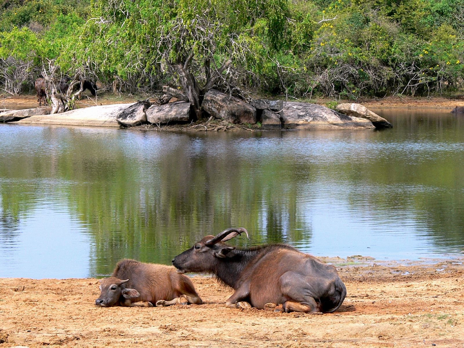 Яла Национальный Парк, Шри-Ланка, фото № 52662 – фотографии Шри-Ланки