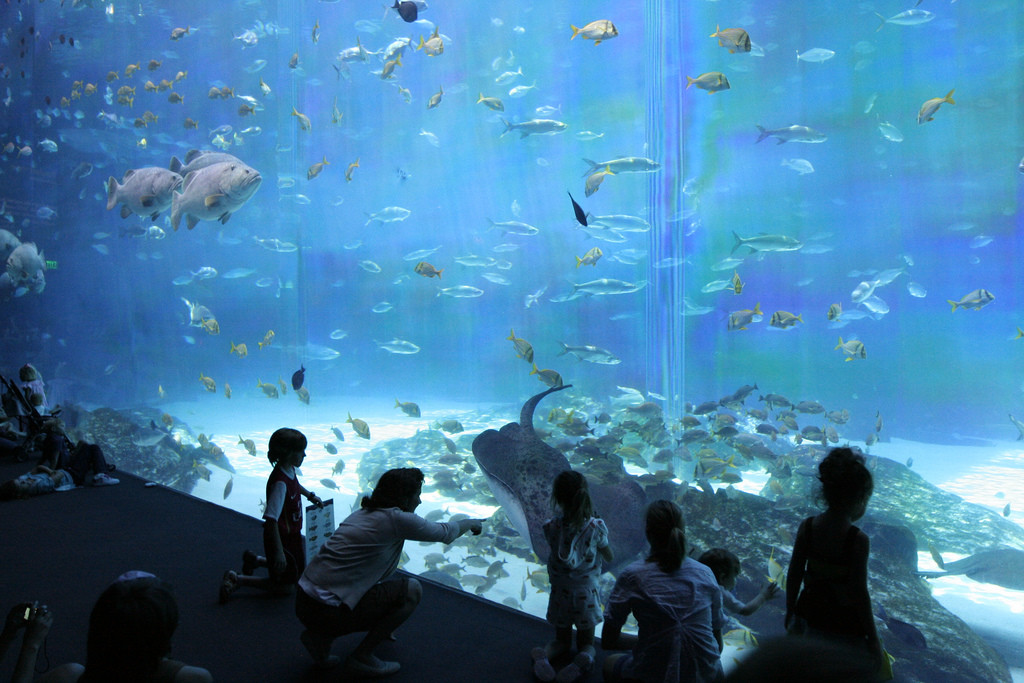 Океанариум в Атланте – фотографии США