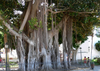 Икод-де-лос-Винос, Тенерифе остров, Канарские острова, фото № 33060 – фотографии Канарских островов