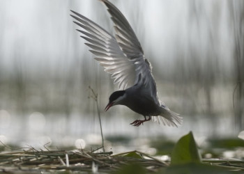 Птица в Национальном парке, Черногория. Фото 8 – фотографии Черногории