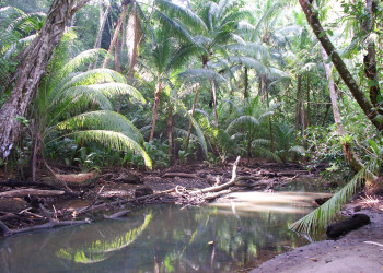 Корковадо Национальный Парк, Пунтаренас провинция, Коста-Рика, фото № 40547 – фотографии Коста-Рики