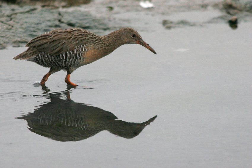 Французская Гвиана, фото № 2099 – фотографии Французской Гвианы