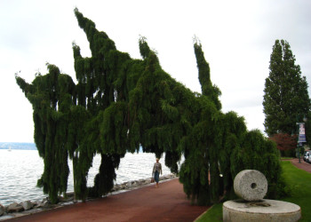 Деревья в Эвиан-ле-Бен, Франция – фотографии Франции