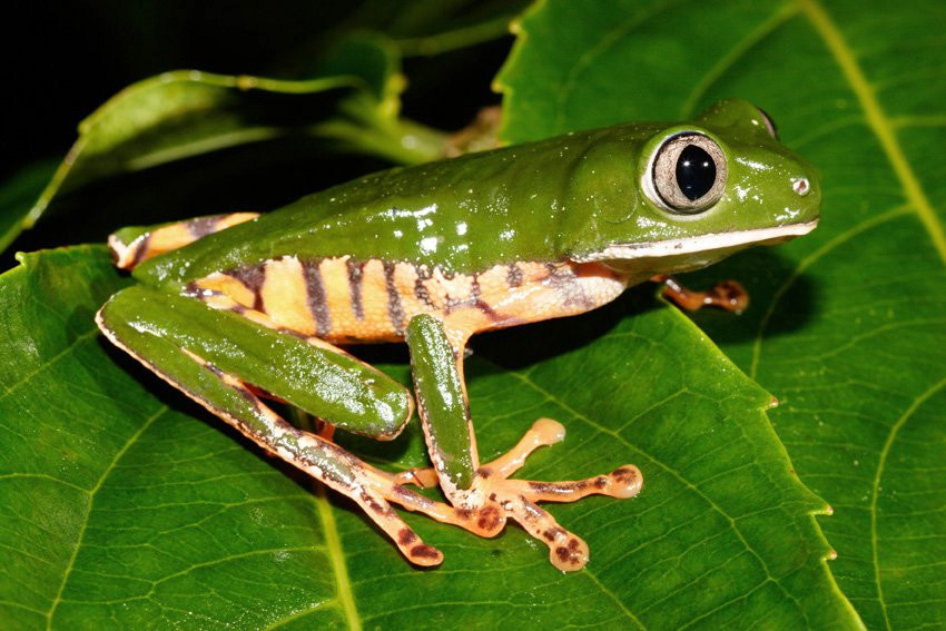 Французская Гвиана, фото № 2098 – фотографии Французской Гвианы