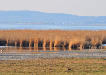 Великолепная природа Нойзидлерзе-Зевинкель – фотографии Австрии
