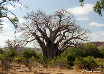 Национальный парк Гонарежу в Зимбабве. Фото 6 – фотографии Зимбабве