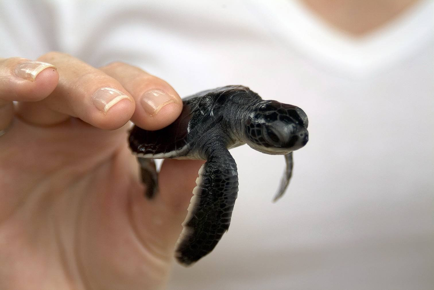 Бентота, Шри-Ланка, фото № 50651 – фотографии Шри-Ланки