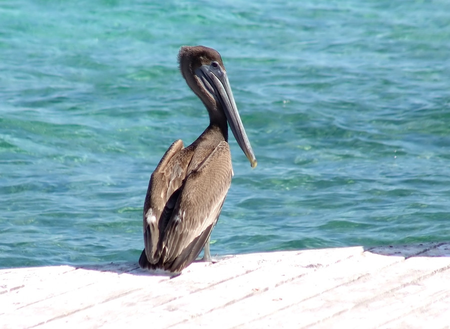 Пеликан – фотографии Тёркс и Кайкос