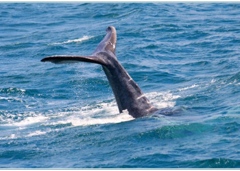 Самана, Доминикана, фото № 30662 – фотографии Доминиканы