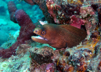 Гваделупа, фото № 3630 – фотографии Гваделупы