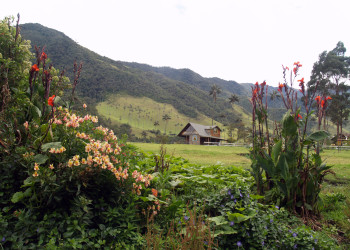 Долина Кокора на западе в Колумбии. Фото 8 – фотографии Колумбии
