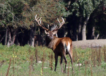 Заповедник Донау-Ауэн (Donau-Auen) – фотографии Австрии