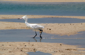 Птица на острове Андрос, Багамские острова. Фото 3 – фотографии Багамских островов