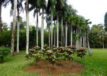 Цветущий уголок. Ботанический сад Памплемус. Маврикий – фотографии Маврикия