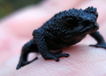 Крохотная чёрная лягушка на Рорайма в Венесуэле – фотографии Венесуэлы