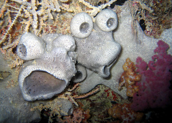 Интересные экземплярчики – фотографии Палау