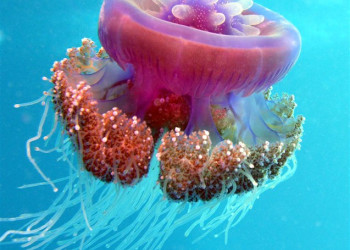 Марса-Алам, Египет, фото № 35311 – фотографии Египта