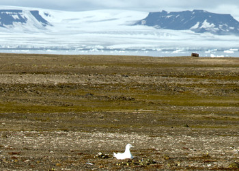 Земля Франца-Иосифа (Franz Josef Land) – фотографии России