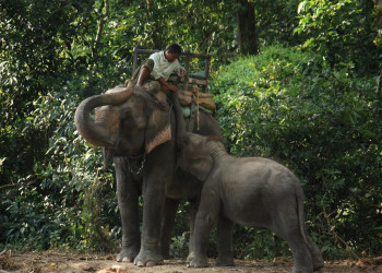 Слоны – фотографии Непала