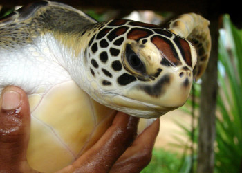 Коcгода, Шри-Ланка, фото № 51527 – фотографии Шри-Ланки