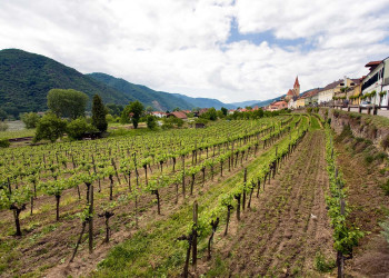 Виноградники Вайсенкирхен-ин-дер-Вахау – фотографии Австрии