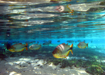 Река Прата (Rio da Prata) в Бониту – фотографии Бразилии