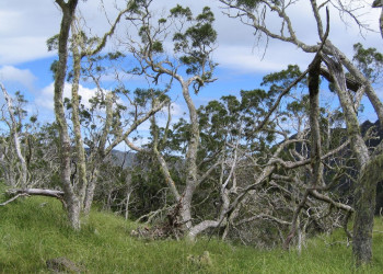 Салази, Реюньон, фото № 25806 – фотографии Реюньона