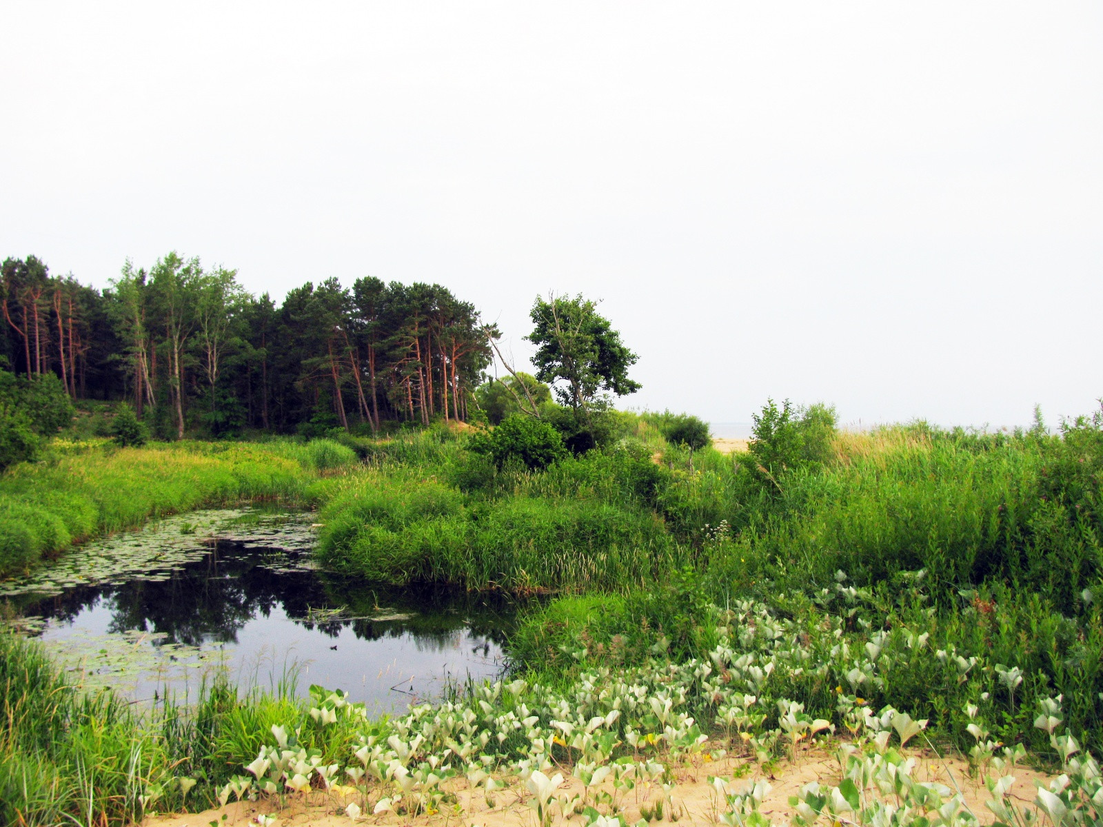Природа в окрестностях Саулкрасты – фотографии Латвии