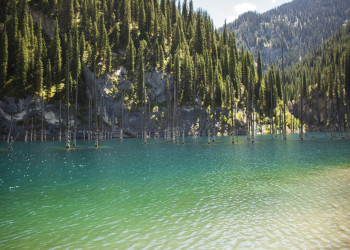Старый лес елей утонул в озере Каинди, Казахстан – фотографии Казахстана