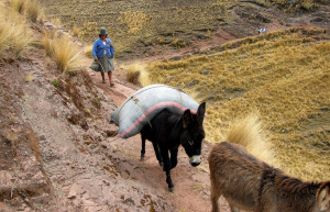 Ослики – фотографии Перу