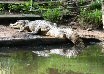 Тортугеро Национальный парк, Лимон провинция, Коста-Рика, фото № 40348 – фотографии Коста-Рики