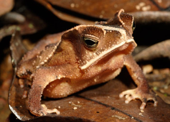 Французская Гвиана, фото № 2107 – фотографии Французской Гвианы