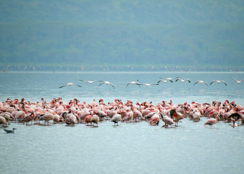 Накуру Озеро Национальный Парк, Кения, фото № 78554 – фотографии Кении